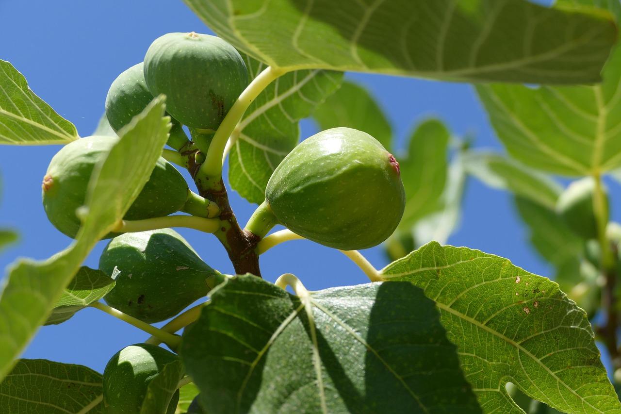 fig tree 1658686 1280